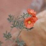 Sphaeralcea coccineaFlor