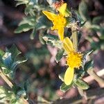 Senecio pubigerus 花