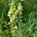 Pedicularis ascendens Flower