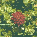 Rhodiola integrifolia ᱡᱚ