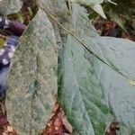 Dorstenia kameruniana Лист
