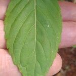 Ocimum campechianum Feuille