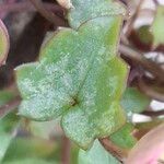 Cymbalaria muralis Leaf