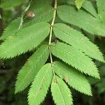 Sorbus aucupariaFoglia