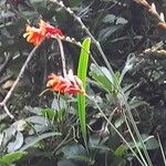 Crocosmia × crocosmiiflora 花