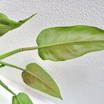 Philodendron sagittifolium 葉