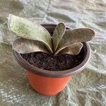 Gasteria pillansii Yaprak