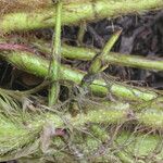Aeschynomene rudis Fruto