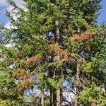 Abies sibirica Habitus