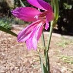 Gladiolus illyricus Квітка