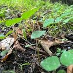 Amphicarpaea bracteata Blatt