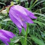 Campanula tracheliumLorea