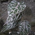 Piper ornatum Лист