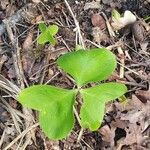 Oxalis latifolia 葉