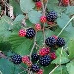 Rubus ulmifolius Fruit