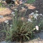 Achillea millefolium 花