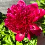 Red Charm Peony paeonia LacticloraΛουλούδι