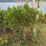 Myrica fayaഇല