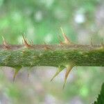 Rubus leyanus Bark