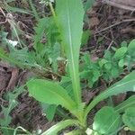 Lactuca virosa Leaf