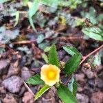 Sida rhombifolia Квітка