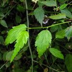 Kerria japonica Φύλλο