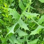 Lactuca biennis Leaf