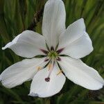 Aristea spiralis Λουλούδι