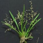 Oncidium integrilabre Іншае