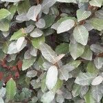 Elaeagnus macrophyllaഇല