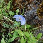 Meconopsis primulina Συνήθη χαρακτηριστικά