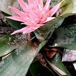 Aechmea fasciata Virág