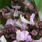 Ocimum kilimandscharicum Flower