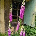 Digitalis purpurea花