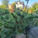 Pinus pumila Frunză