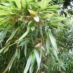 Phyllostachys aureosulcata Blatt