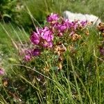 Pedicularis cenisia Habit