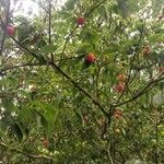 Cornus kousa Frucht