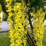 Laburnum alpinum Flower