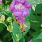 Strobilanthes attenuata Kukka