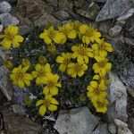 Stenotus acaulis Hábito