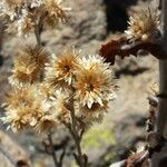 Pseudognaphalium biolettii Flor