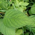 Circaea lutetiana Leaf