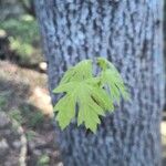 Acer macrophyllum Folla