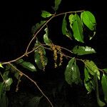 Iryanthera tessmannii Лист