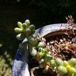 Sedum hernandezii Foglia