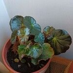 Begonia hydrocotylifolia Ліст