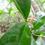 Bonafousia macrocalyx Цвят