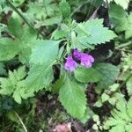 Clinopodium grandiflorum Blomma