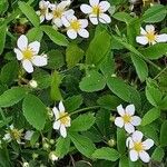 Fragaria virginiana Blatt